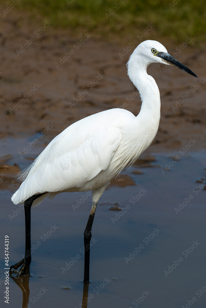 Naklejka premium Aigrette garzette,.Egretta garzetta, Little Egret