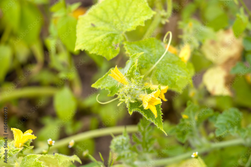 A close-up of a big cucumber seedling growing in a pot, yellow flowers, buds and green leaves, white background A close-up of a big cucumber seedling growing in a pot, yellow flowers, buds and green leaves, white background