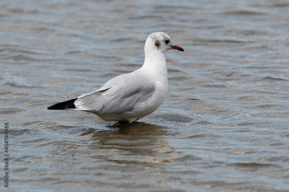 Mouette rieuse,.Chroicocephalus ridibundus, Black headed Gull