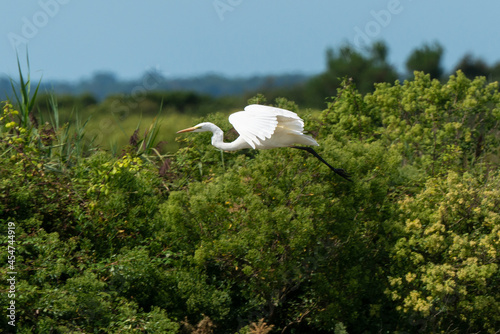 Grande Aigrette,.Ardea alba, Great Egret