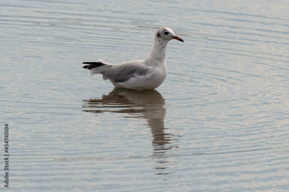 Mouette rieuse,.Chroicocephalus ridibundus, Black headed Gull Mouette rieuse,.Chroicocephalus ridibundus, Black headed Gull