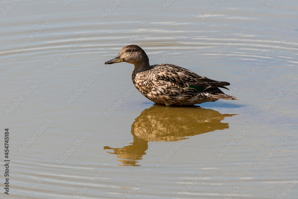 Sarcelle d'hiver, femelle,.Anas crecca, Eurasian Teal Sarcelle d'hiver, femelle,.Anas crecca, Eurasian Teal