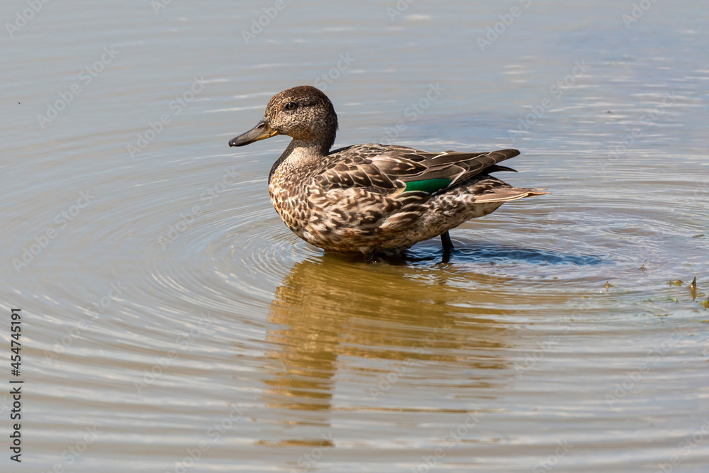 Sarcelle d'hiver, femelle,.Anas crecca, Eurasian Teal Sarcelle d'hiver, femelle,.Anas crecca, Eurasian Teal