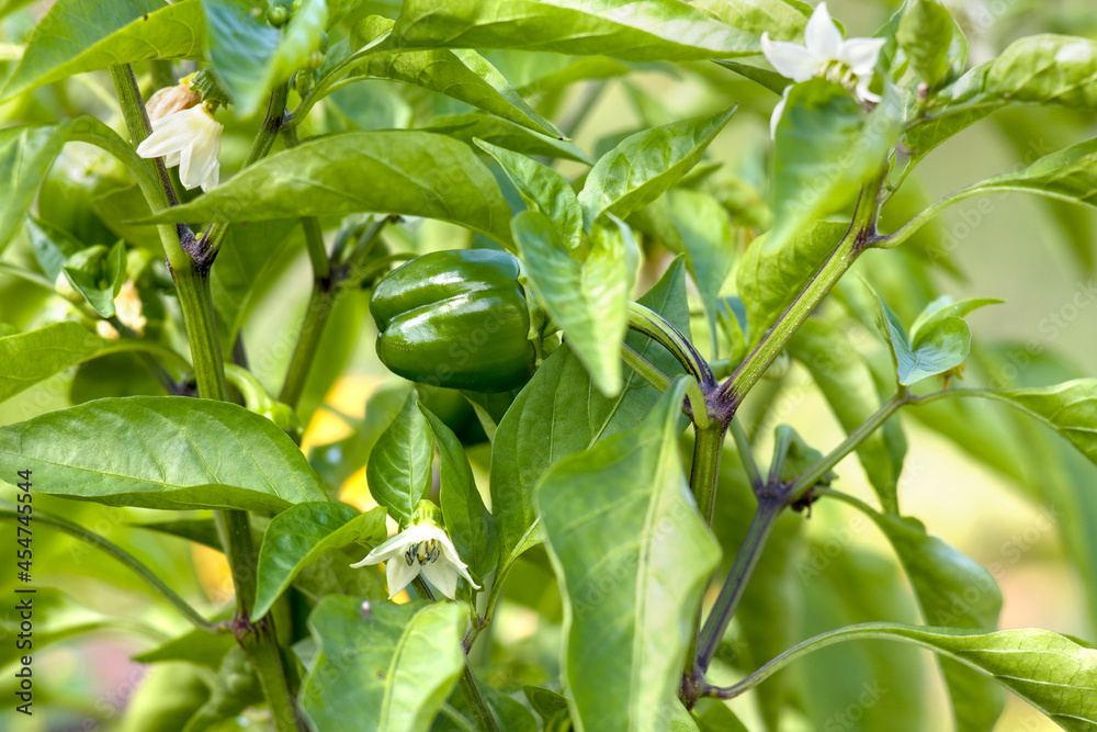 Young green peppers growing on a branch, close-up, selective, soft focus