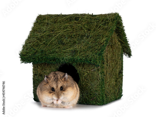 Cute little hamster, sitting in front of green grass house. Looking to lens with beady eyes. isolated on a white background. photo