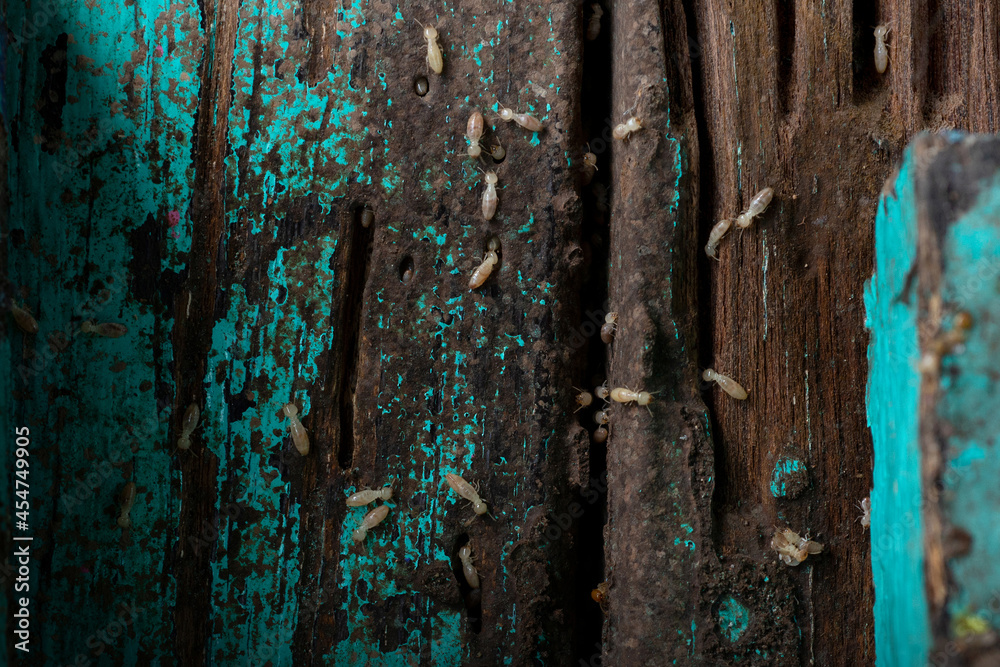 Group of the small termite destroy timber,Termites eat wood, select focus Group of the small termite destroy timber,Termites eat wood, select focus