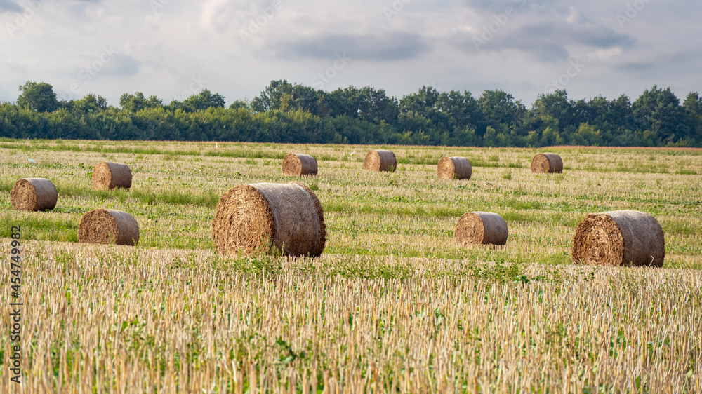 A Field with Straw Bales After Harvest on the Clouds Sky Background. Rural Nature in the Farm Land. Straw Rolls on the Meadow. Corn Yellow Golden Harvest in Summer