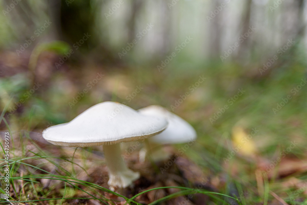 Fototapeta premium Non-edible white mushrooms in forest