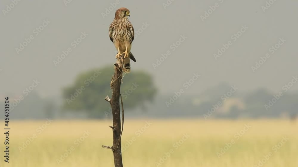 Full shot of Common kestrel or Falco tinnunculus perched during winter migration in grassland of tal chhapar sanctuary churu rajasthan india