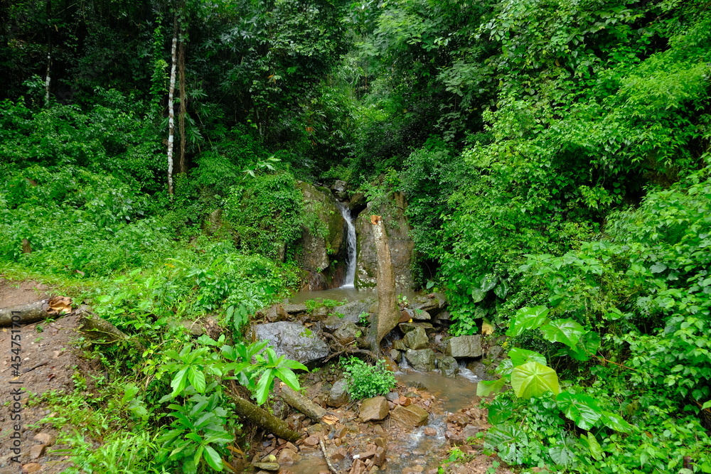 Fototapeta premium Beautiful and fertile nature and forests