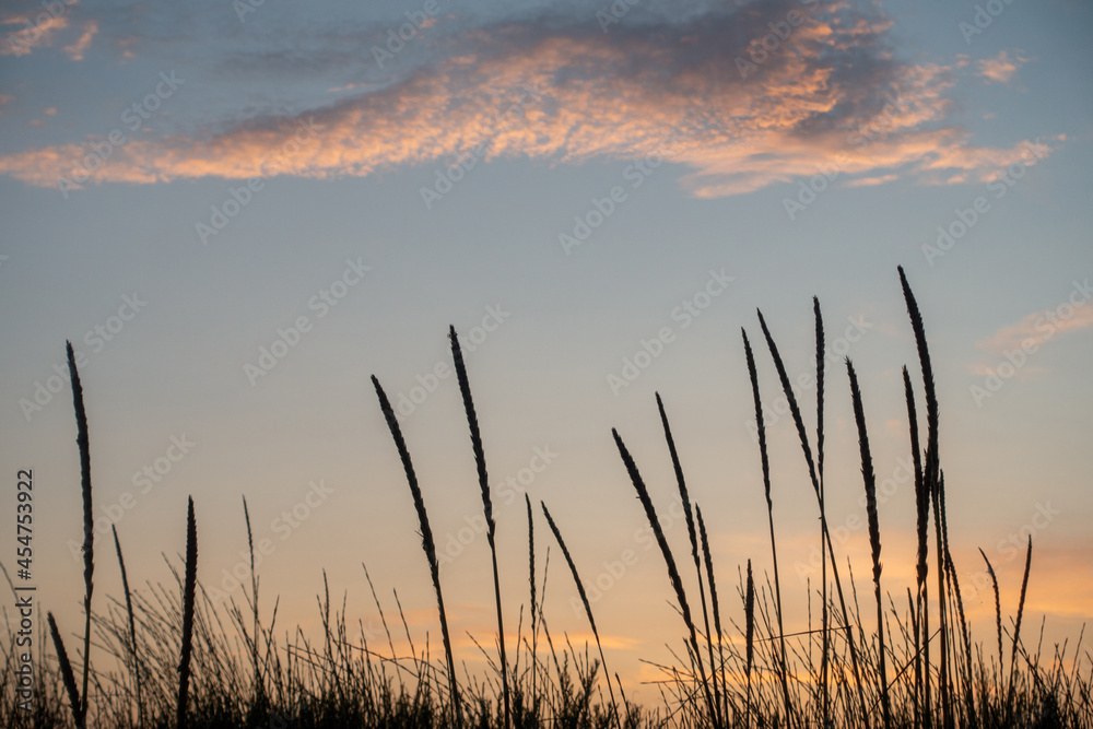 Grass Silhouettes over Sunset Sky Background. Nature, Summer Evening, Grass concept