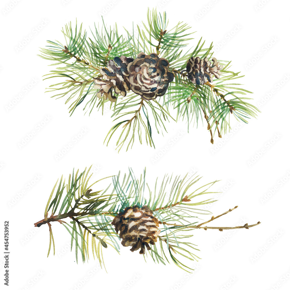 Christmas decor isolated on a white background. Green pine, spruce twigs, cones, Holly and juniper. Handmade watercolor illustration for the design of Christmas cards, posters, textiles. 