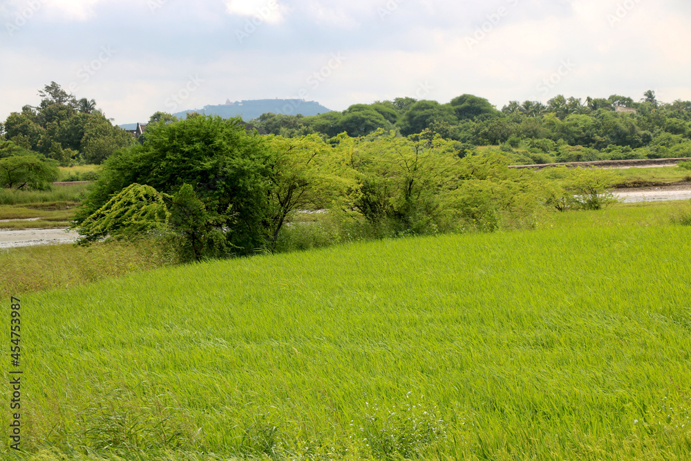 View of Greenery and tree and water after rainfall