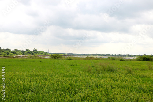 View of Greenery and tree and water after rainfall