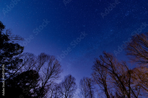 starry night sky and trees