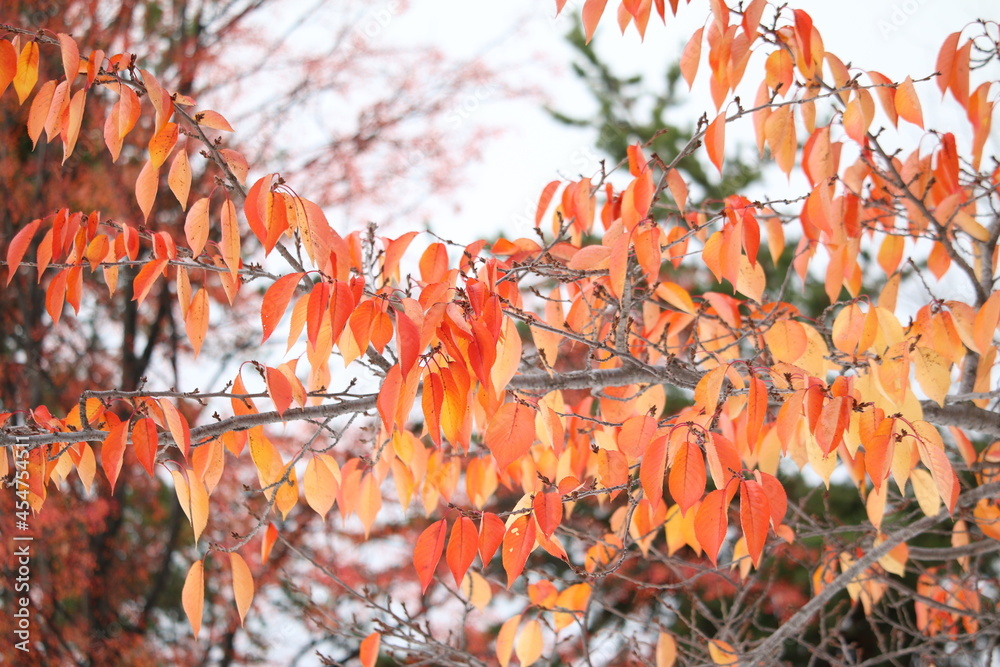 紅葉 秋 自然 葉 日本 背景 素材 綺麗 赤 オレンジ Stock Photo Adobe Stock