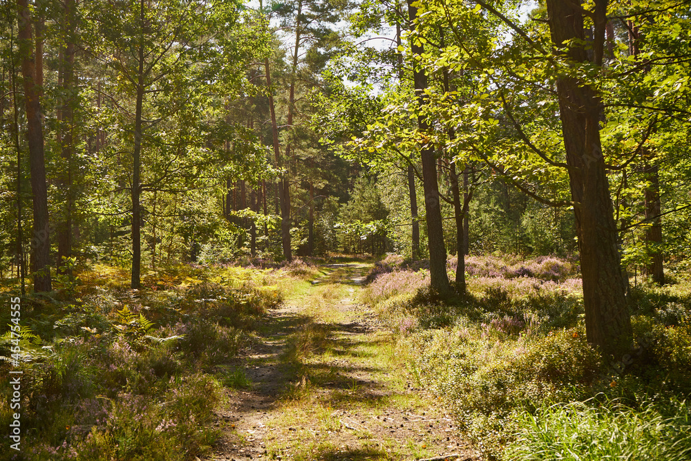 Fototapeta premium summer sunny road, road, forest, trees,path,forest path