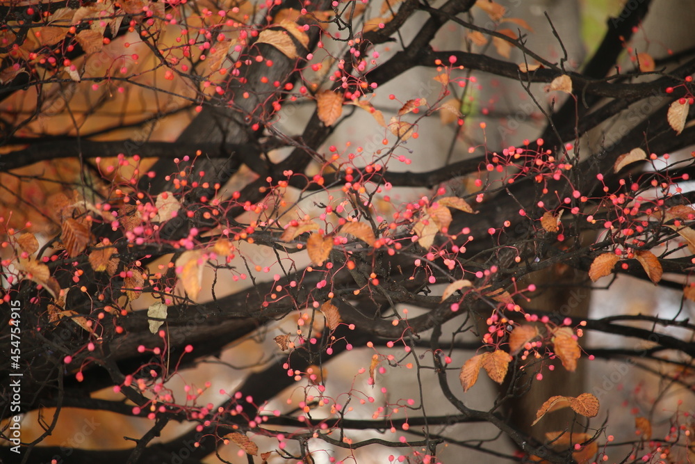 紅葉 秋 自然 葉 日本 背景 素材 綺麗 赤 オレンジ 紅葉 秋 自然 葉 日本 背景 素材 綺麗 赤 オレンジ