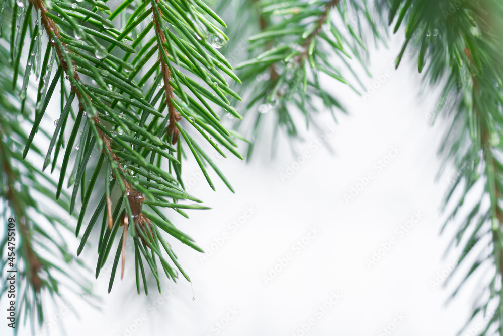 background of pine branches with needles