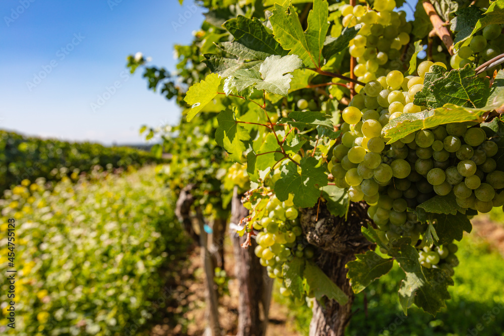 Fototapeta premium green grapes in green vineyard