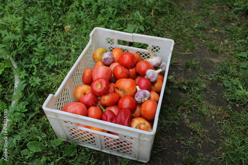 tomatoes in a basket