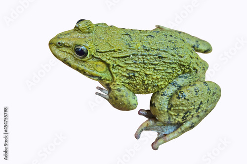 Green rice-field frog on white background