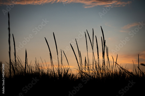 Grass Silhouettes over Sunset Sky Background. Nature  Summer Evening  Grass concept