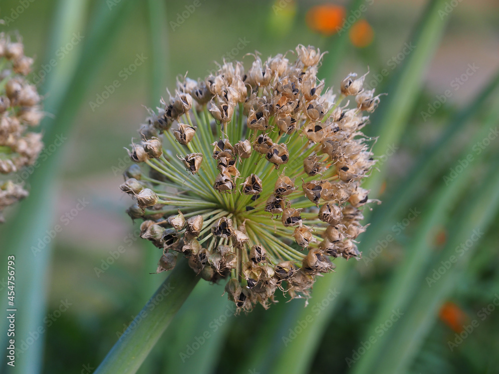 Useful flowering herb onion with seeds in the kitchen garden. Cultivation of agriculture allium seeds for dietary vegetarian nutrition. Cultivation, gardening of seasonal grass for food Useful flowering herb onion with seeds in the kitchen garden. Cultivation of agriculture allium seeds for dietary vegetarian nutrition. Cultivation, gardening of seasonal grass for food
