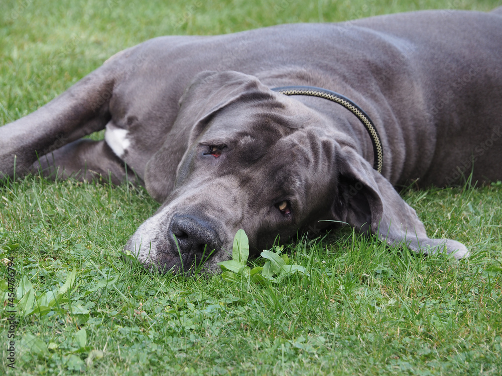 Large, beautiful, gray, short-haired dog of the Great Dane breed lies on the green grass in the garden in summer. Portrait of the muzzle of a purebred pet, closeup