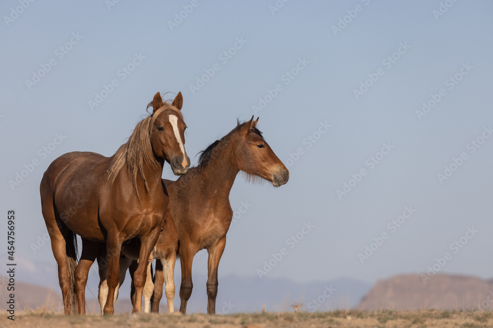 Beautiful Wild Horses in Utah in Spring Beautiful Wild Horses in Utah in Spring