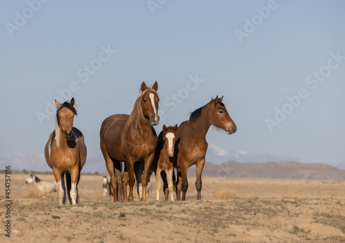Beautiful Wild Horses in Utah in Spring
