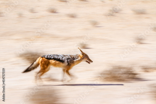 Black backed jackal running with long exposure effect in Kgalagadi transfrontier park  South Africa   Specie Canis mesomelas family of Canidae