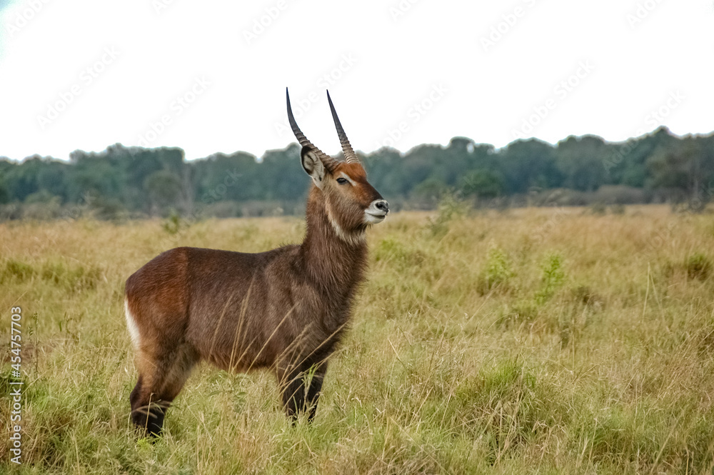 Antelope roaming in Kenya's wilderness Antelope roaming in Kenya's wilderness