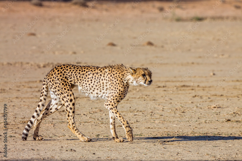 Obraz premium Cheetah on the hunt walking in desert in Kgalagadi transfrontier park, South Africa ; Specie Acinonyx jubatus family of Felidae