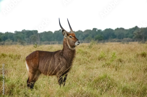 Antelope roaming in Kenya's wilderness