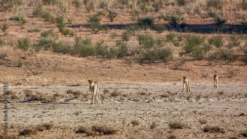 Cheetah female and two cubs walking in dry land in Kgalagadi transfrontier park, South Africa ; Specie Acinonyx jubatus family of Felidae
