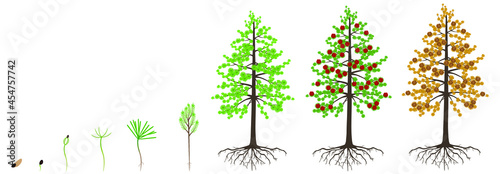 Cycle of growth of a dahurian gmelin larch tree on a white background.