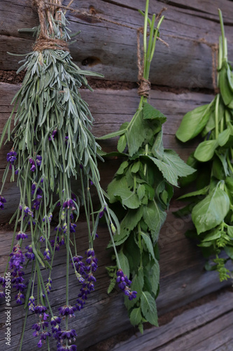Fresh mint, basil and lavender are dried in suspended form in bunches in the fresh air on a wooden background. The concept of fragrant herbs for health
