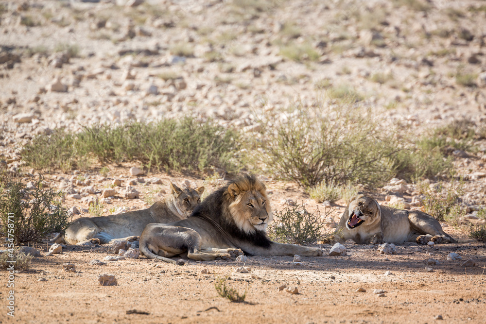 Fototapeta premium African lion male and two female lying down in Kgalagadi transfrontier park, South Africa; Specie panthera leo family of felidae