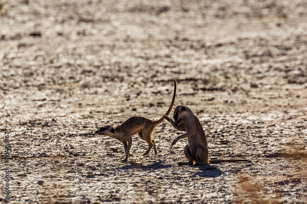 Two Meerkats running in dryland in Kgalagadi transfrontier park, South Africa; specie Suricata suricatta family of Herpestidae