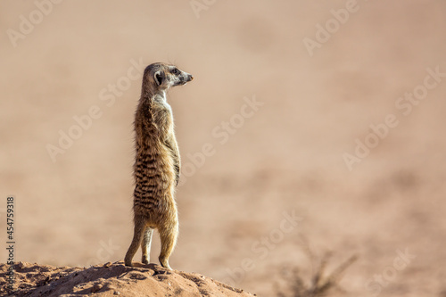 Meerkat in alert in desert area in Kgalagadi transfrontier park, South Africa; specie Suricata suricatta family of Herpestidae