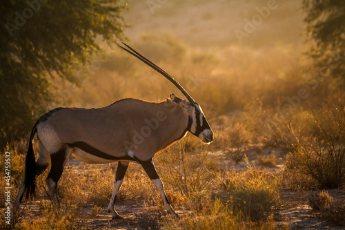 South African Oryx walking in backlit at dawn in Kgalagadi transfrontier park, South Africa; specie Oryx gazella family of Bovidae