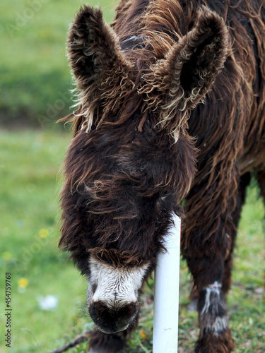Long haired donkey in the Andes, Ecuador
