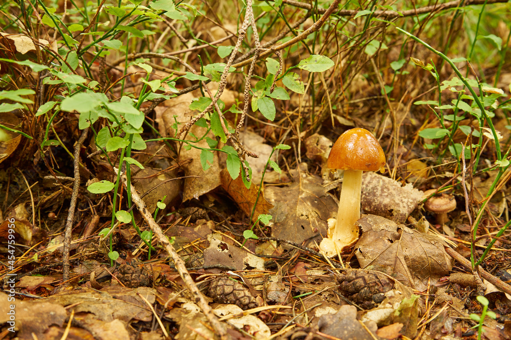 mushroom in the forest, Amanita fulva, Tawny Grisette, edible mushroom, food
