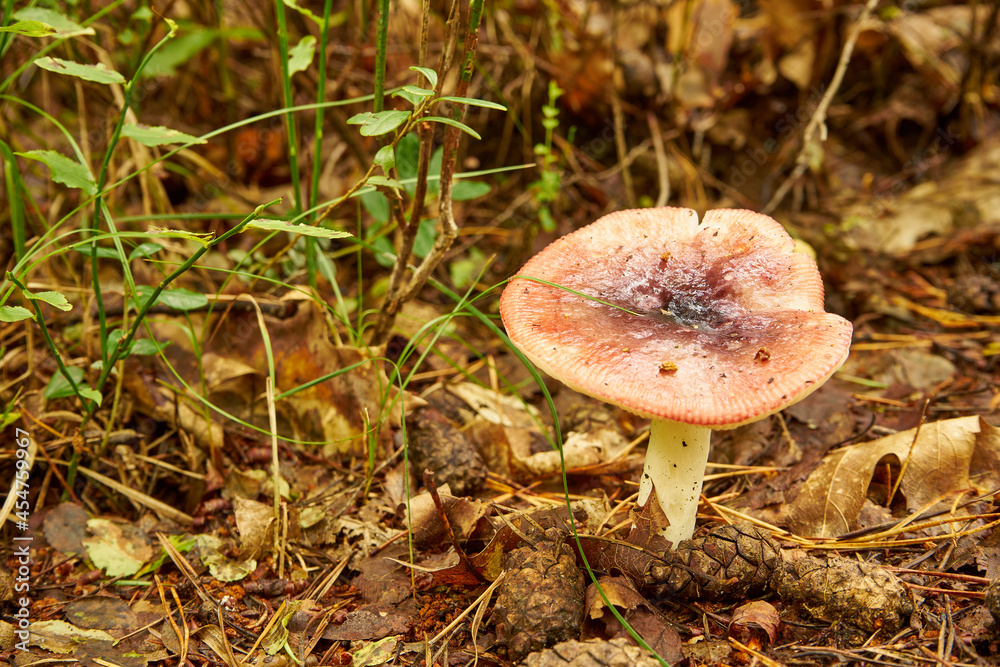 forest mushroom, Russula mairei, russule, inedible mushroom, poisonous mushroom, toadstool forest mushroom, Russula mairei, russule, inedible mushroom, poisonous mushroom, toadstool