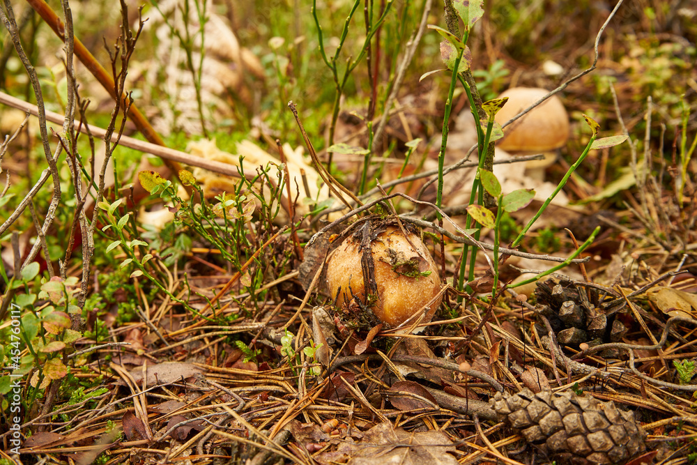 mushroom in the forest, Amanita fulva, Tawny Grisette, edible mushroom, food mushroom in the forest, Amanita fulva, Tawny Grisette, edible mushroom, food