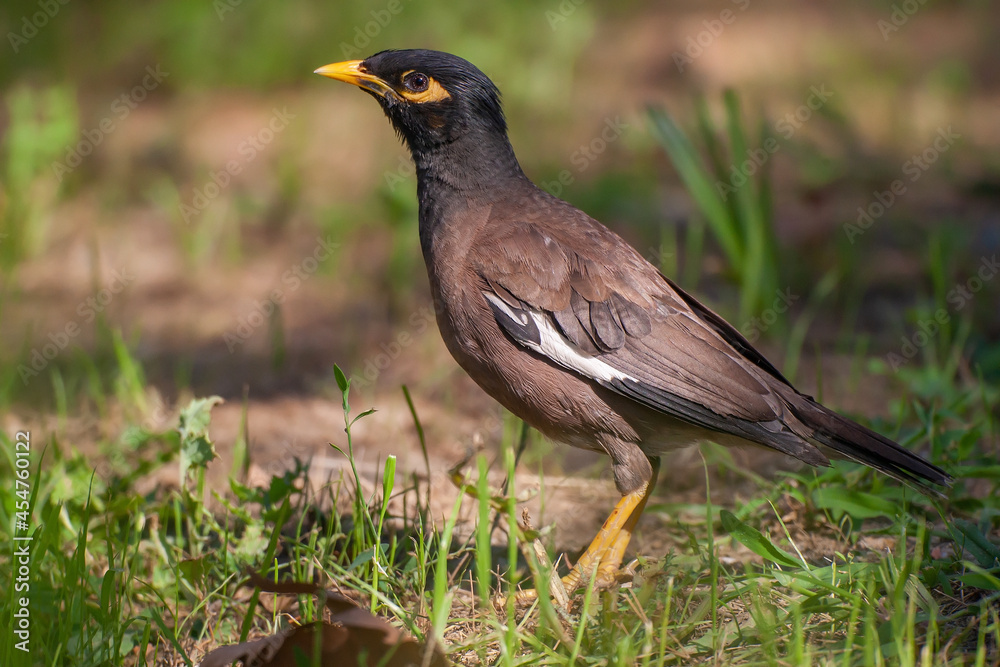 Common Myna, (Acridotheres tristis), on grass, side profile view. Common Myna, (Acridotheres tristis), on grass, side profile view.