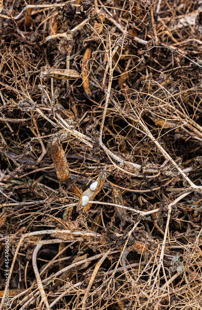pods and stalks of dry peas heaped in one heap or lump pods and stalks of dry peas heaped in one heap or lump
