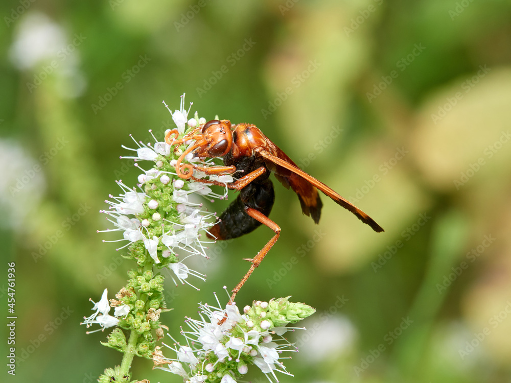 Spider hunting wasp. Hemipepsis mauritanica. Spider hunting wasp. Hemipepsis mauritanica.