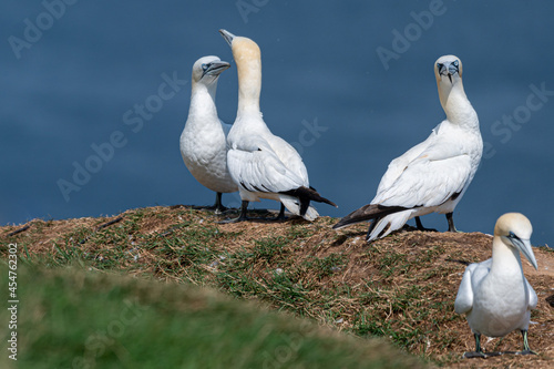 Wondering what is going on, gannet sea bird looks directly at the camera as two take part in courtship ritual © Anders93
